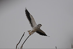 kite winged birds saudi arabia adult flight east province eastern caeruleus elanus vociferus dhahran